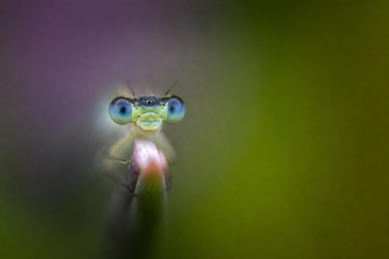 Macro à PdC très réduite