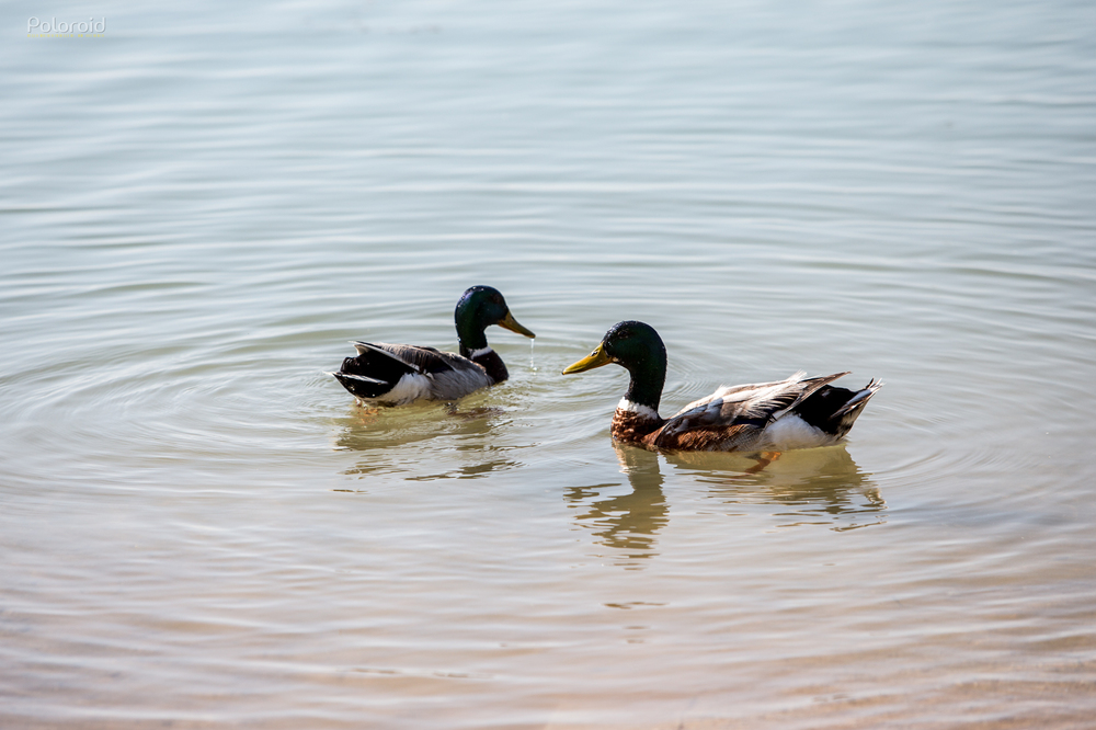 Rencontre Photo Bis