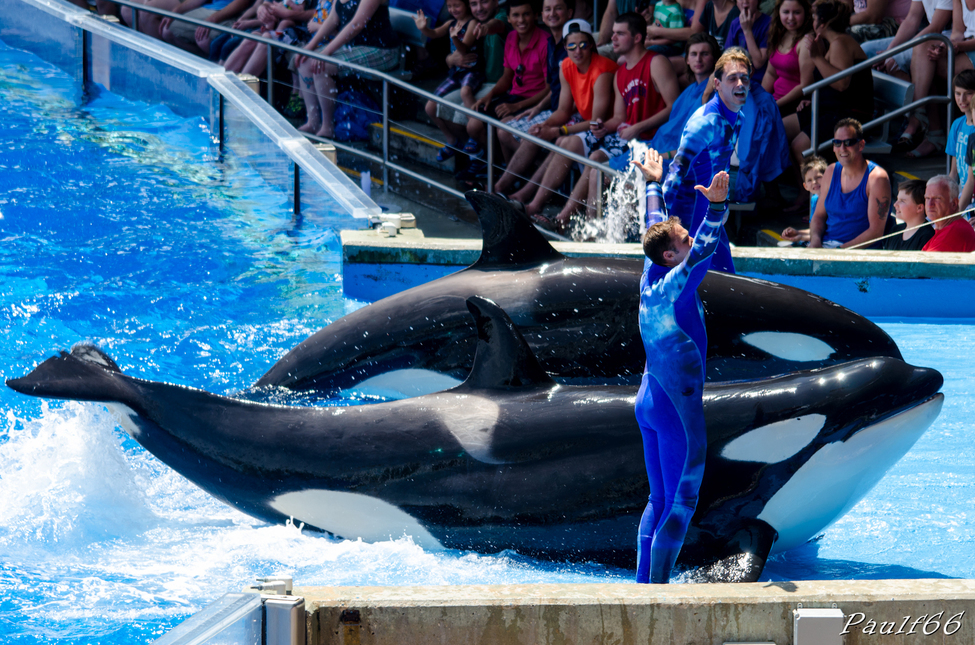 Seaworld