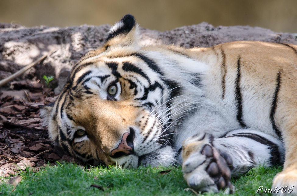 Busch Garden